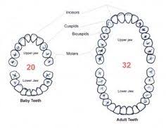 Diagram Of Teeth In Your Mouth Get Free Wiring Diagrams