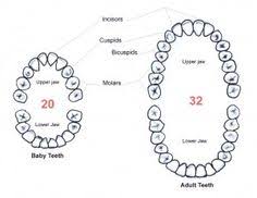 diagram of teeth in your mouth get free wiring diagrams