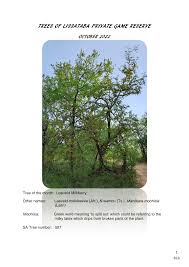 Image result for Manilkara mochisia