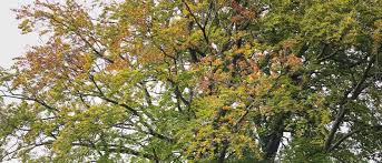 Those on the lower branches may be somewhat different than those higher in the tree. Identifying Oak Ash And Beech Trees Gardens Illustrated