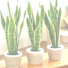 Setiap tanaman hias ini memiliki nama populernya tersendiri serta nama latinnya. Tanaman Hias Daun Kak Ceng Com