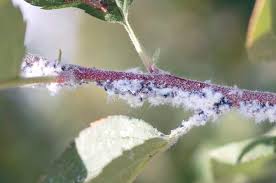 They choose groups of plants so that once they do away with one plant, they immediately move to the one right next to it. Woolly Surge Good Fruit Grower