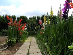 Image result for Gladiolus microspicatus