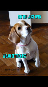 Oh Beagles Beagle Funny Cute Beagles Beagle Buddies