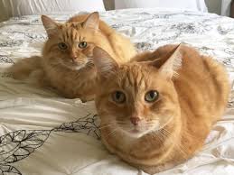 Why Do Cats Sit In The Bread Loaf Position It S A Question That Has Plagued Humans Since Ancient Egyptians First Started Wor Cats And Kittens Cats I Love Cats