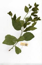 Image result for Maytenus undata