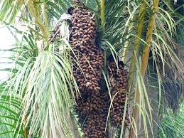 Image result for Raphia farinifera