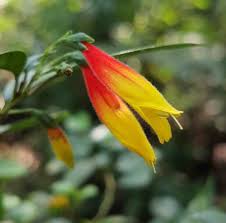 Image result for Justicia phyllostachys