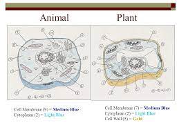 Check spelling or type a new query. Cell Organelles Analogies Color Coding Ppt Video Online Download