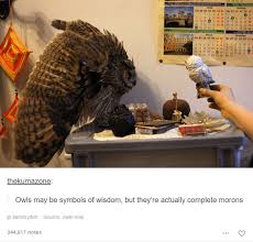 Tumblr Posts All About Animals Animal Tumblr Funny Animal Pictures All About Animals