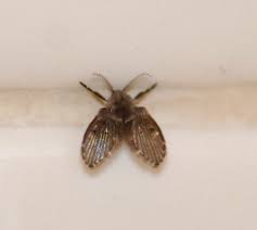 strong>drain fly; moth fly; sewer gnat