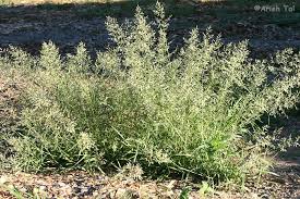 Image result for Eragrostis arenicola