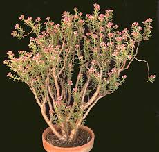 Image result for Crassula schimperi
