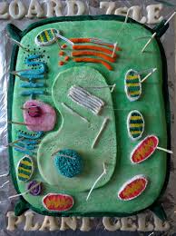 However, the era of fluorescent proteins has brought microscopy to the forefront of biology by enabling scientists to target living cells with highly localized probes for studies that don't interfere with the delicate balance. Plant Or Animal Cell Project Models