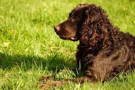 Image result for německý křepelák postava