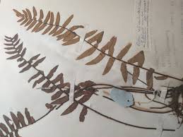 Image result for Pellaea boivinii