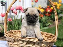 Miniature Pug Puppies For Sale Greenfield Puppies