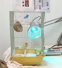Parrot Care 7 Common Mistakes Mount Pleasant Vet Group