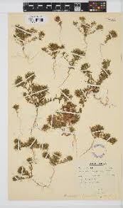 Image result for Prismatocarpus cordifolius