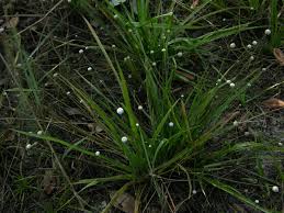 Image result for Eriocaulon setaceum