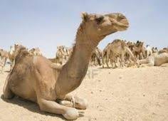 The average lifespan for a camel is from 40 to 50 years. Egyptian Camels