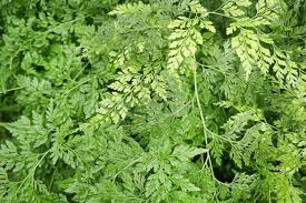 Image result for Davalliaceae