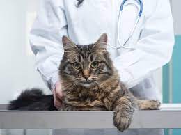 Wann kann man sich die wurmkur sparen? Warum Man Katzen Entwurmen Sollte