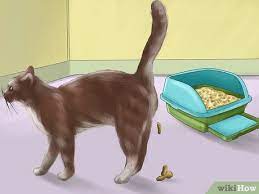 Like humans, cats can develop diabetes mellitus, also known as sugar diabetes, a disease that occurs when the body can no longer produce or use insulin properly, says signs and symptoms. How To Spot Feline Diabetes 15 Steps With Pictures Wikihow