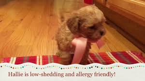 If you are looking for the perfect puppy then you can just stop looking because i am the one for you. Cavapoo Puppies For Sale In Greensboro Nc Youtube