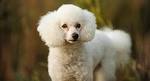 Explaining Poodle Colors - Stunningly Sweet Standards L.L.C.