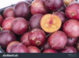 Image result for Flacourtia