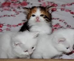 Kedi Ishal Evde Tedavi