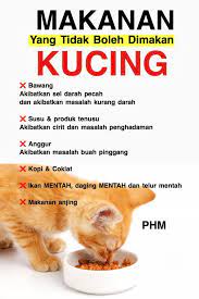 1.5 bagaimana hendak berpaling kepada tuhan? Ini Makanan Yang Tidak Boleh Kucing Makan Salah Makan Boleh Akibatkan Sel Darah Pecah Keluarga