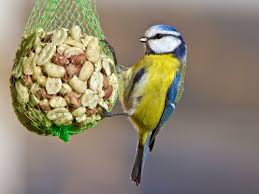 Weitere ideen zu blaumeise, meise, polymer clay kunst. Lehrmittel Perlen Materialien Fur Die Grundschule Und Lehrer Gemeinschaft