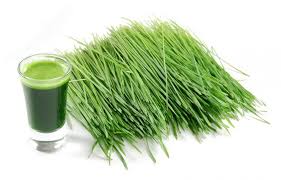 Image result for RAU MẦM CẢI XANH