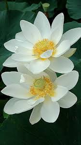 Download white lotus flower stock vectors. Tow White Lotus Flower 577x1024 Wallpaper Teahub Io