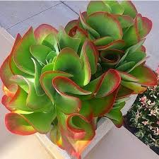 Flapjack Paddle Plant Kalanchoe Thyrsiflora In 2020 Paddle Plant Succulents Plants