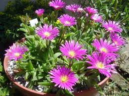 Image result for Delosperma tradescantioides