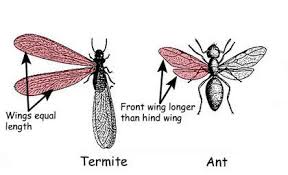 The flying reproductive ants have 4 wings, with. A Guide To House Invading Ants And Their Control Nc State Extension Publications