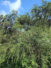 Image result for Brya