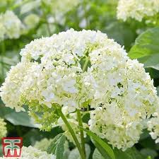 Image result for Agelanthus deltae