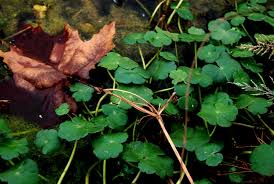 Image result for Hydrocotyle ranunculoides