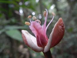 Image result for Julbernardia seretii