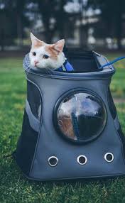 A pet backpack provides your cat necessary ventilation, security, and a large viewing range. Cat Backpacks For Adventuring With Your Cat Catexplorer