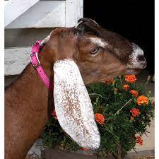 Goats are members of the bovine family and are closely related to sheep and antelope. Goat Collar Pbs Animal Health