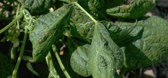 Of the various commercial classes of dry beans, red kidney and cranberry. Bean Mosaic Virus Guide