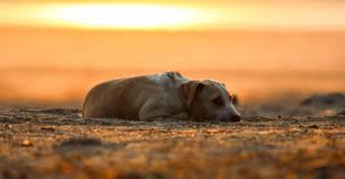 Come get the lay of the land and learn what to expect when you set out to create your own island paradise. Slim Pickings For Strays And Pets During Covid 19 Lockdown The Wire Science