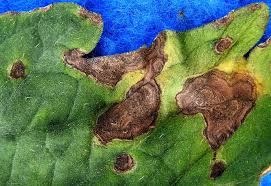 Image result for tomato seedling early blight
