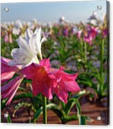 Image result for Crinum paludosum