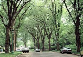 Return Of The American Elm Msu Extension